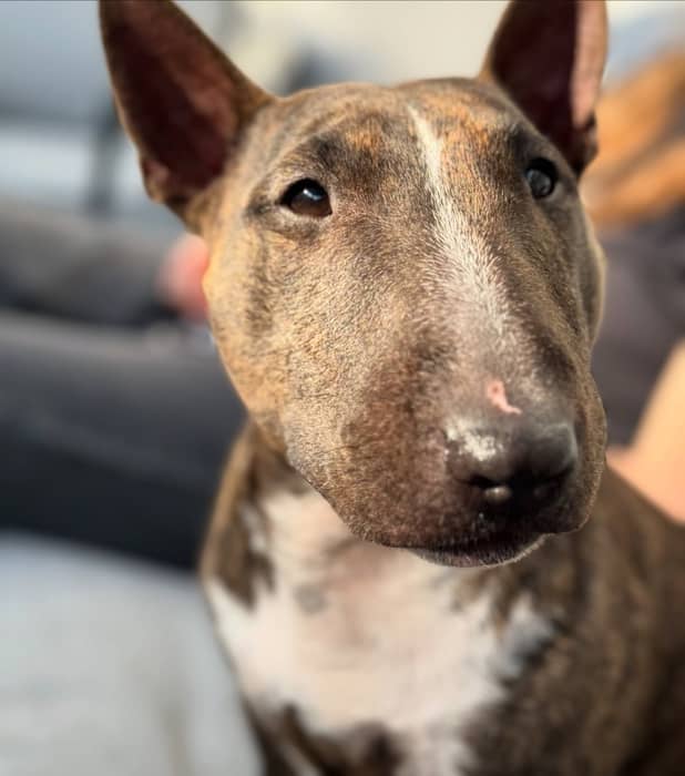 Happy 5th birthday to my forever puppy! Seriously, how is she already five? She hasn’t aged a day.

Swipe right to see her as a wee little thing! ❤️