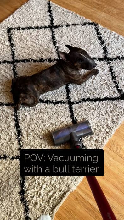 Get a bull terrier; they said. They didn’t mention they’re the most stubborn dogs.