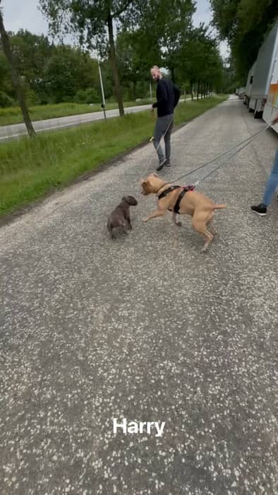 Happy 2nd Birthday to our amazing Harry! 🥳 This little clipshow takes us from the moment we first met him at the shelter to all the joy he’s brought into our lives, especially his adorable bond with Emi. Watching them become the perfect duo has been the best! 🥰