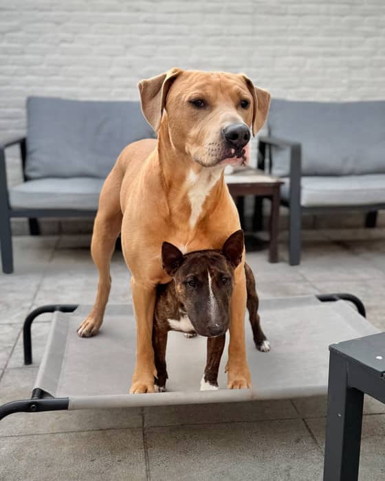 Don’t let the cuteness fool you, it’s double the trouble around here.