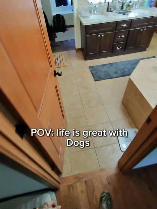 Just another great Saturday. Sun shining, dogs are happy and