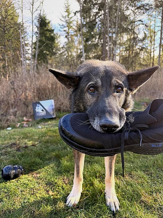 Today we’re doing something special for the working dog comm