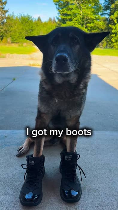 Are we bringing country back with a retired K9? Might not ha