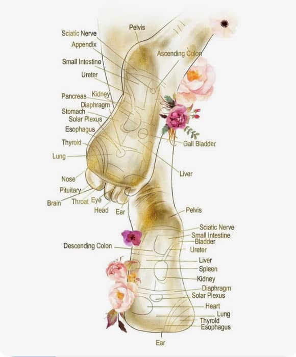 REFLEXOLOGY FOOT MAP 

Your feet hold more than movement, they hold a map to the body 🌸

Reflexology foot maps highlight specific pressure points believed to correspond with different organs, systems, and areas of wellbeing.

• Toes → head, brain & sinuses
• Ball of the foot → heart & lungs
• Arch → digestive system, kidneys & liver
• Heel → lower back, pelvis & sciatic region

Through targeted pressure, reflexology works to encourage balance, relaxation, and nervous system support 🌱

Why it matters 
• Supports whole-body wellbeing
• Encourages relaxation
• Promotes natural balance
• Offers insight into a deeply restorative practice

Wellness, mapped from the soles up 👣

#Reflexology #HolisticWellness #NervousSystemSupport #ModernSelfCare
#wellness