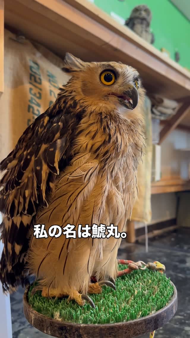 フクロウカフェ☆オウルドベース、週末も元気に営業します✨

広島の中心で魅惑のフクロウたちが集う秘密