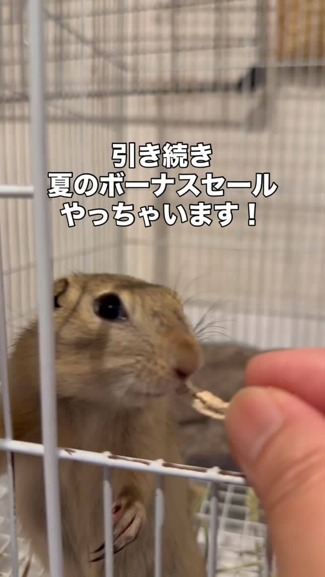 夏のボーナスSALE☆リチャードソンジリス。ラスト1匹なので引き続き66000円でご案内しちゃいます