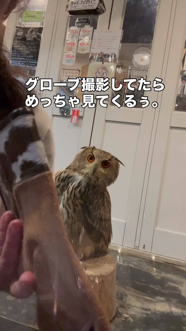 シベリアワシミミズクの紅丸くん、お腹空いたのかな？さぁご飯にしよう！

フクロウカフェ
オウルドベー