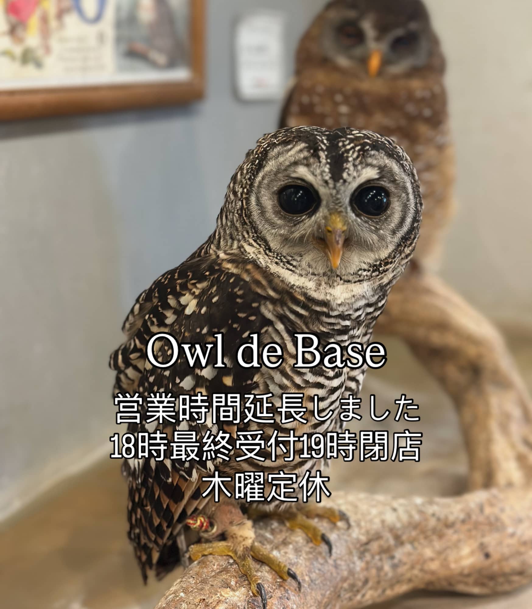 フクロウカフェ☆オウルドベース

営業時間11:00-19:00（最終受付18:00）
木曜定休

