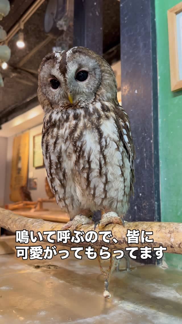 夏のボーナスSALE☆対象のフクロウ本日のご紹介はモリフクロウ🦉

とっても人懐こくて甘えん坊。ク