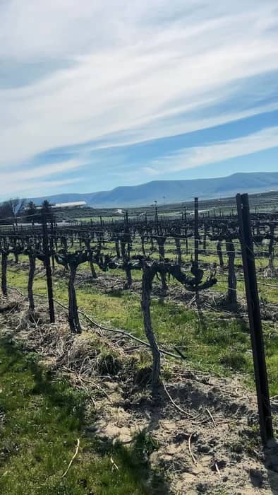 All current vintage, all available now. 🥂