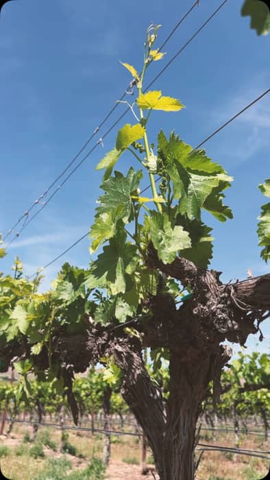 No hedge funds. No private equity. Just a family, some vineyard land, and fifty years of tradition.