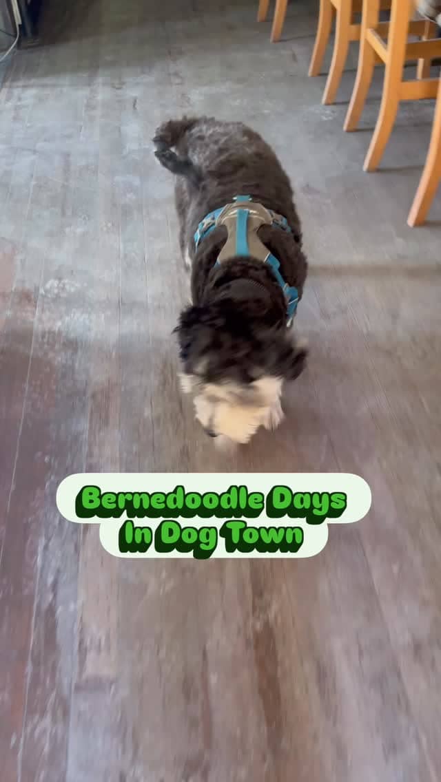 McCarthy Lodge Resort