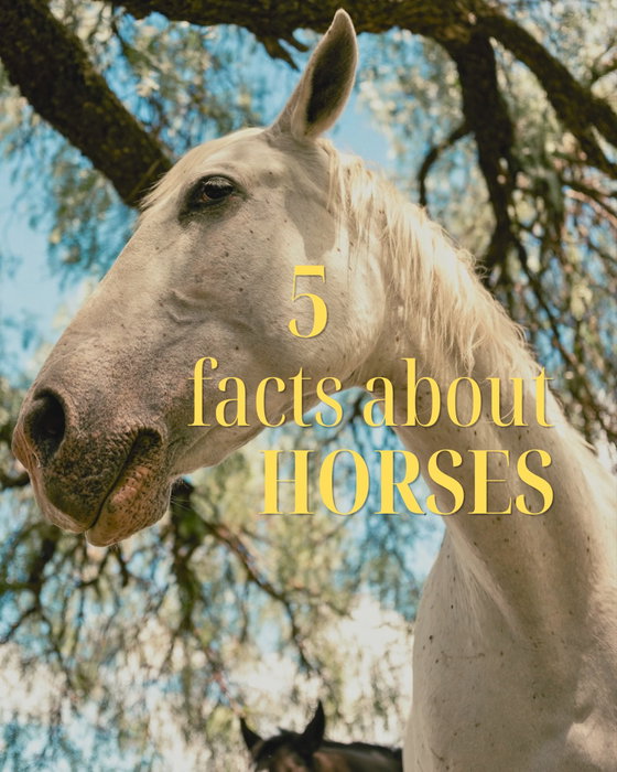 Did you know horses can doze standing up? Here are 5 fun facts about our riding companions. Which one surprised you the 