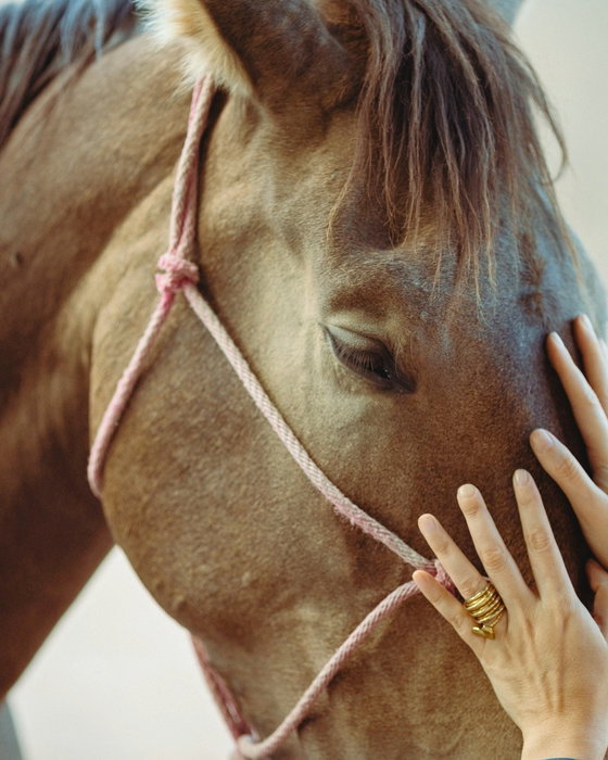 Horses sense what we sometimes leave unsaid. In equine constellation sessions, their presence helps us look within, calm