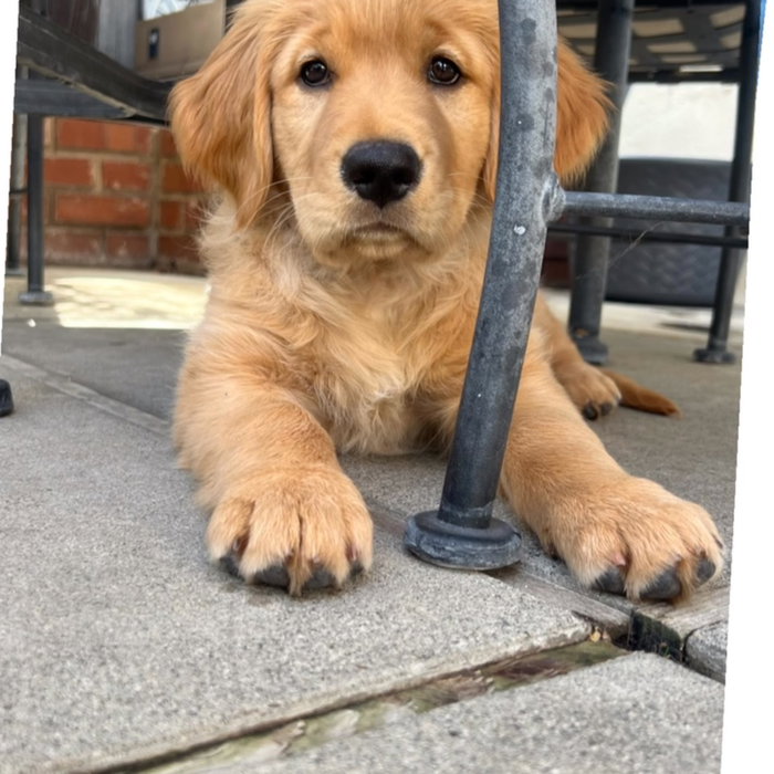 Life has been very eventful and busy the past 6 months. I haven't had the time to dedicate towards jewelry making. We lost two of our beloved Labrador Retrievers, went on a MUCH needed family vacation, got sick and now have a beautiful new addition to our family. Meet @meli_honey_bear Meli Bear, our gorgeous Golden Retriever Pup. She takes up all my time right now but I am itching to make some new jewelry pieces. I haven't had any boutiques so I have a lot of jewelry I am going to put on sale. Shoot me a message if there's anything you see that you would like, and I'll give you half off deal (not included are the sterling silver and turquoise pieces).
Hope all is well. Love & Light AmeriKim Designs