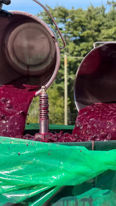 The beauty of harvest season, featuring all the many sounds you might hear in production! 👂🏻🍇 📍Harvest Tours | Saturdays in October