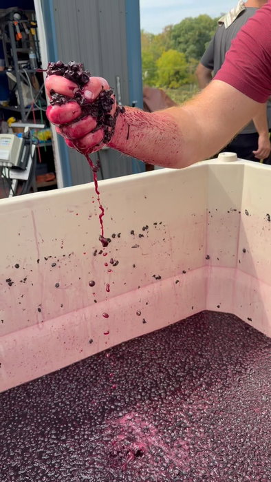 Harvest only happens once a year, and this is your chance to see it up close. Join us for a tour of our production room and experience the beauty of the winemaking process, all with a complimentary glass of Cellar Beast wine. 🍇 Harvest tours every Saturday through October | 12 PM Book in our bio. 🍷