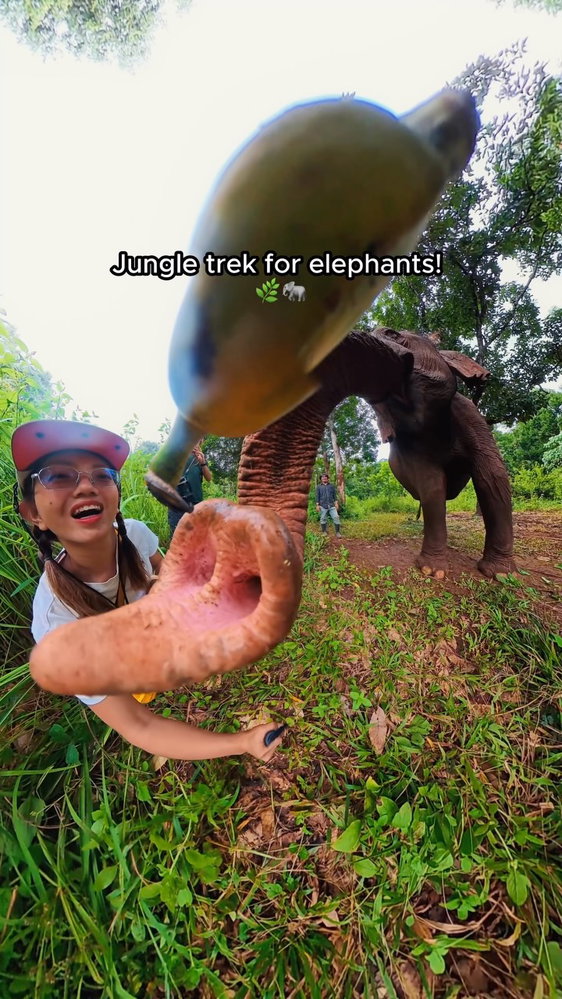 Just a big guy asking for a small snack 🤭🌿🐘✨