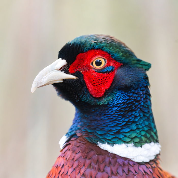 Ces couleurs vibrantes ne sont pas dues qu’à des pigments. Les plumes bleues et 