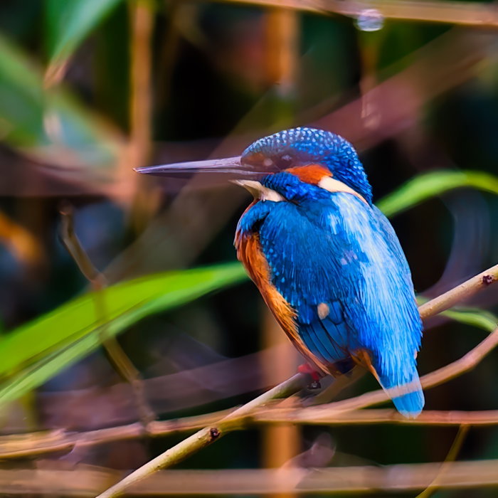 Le bleu éclatant du martin-pêcheur est une illusion d’optique ! Ses plumes ne co