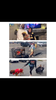 Last 3 years - what’s coming this year?? #halloween  #dogcostume #boxerdog #halloweencostume #costumecontest