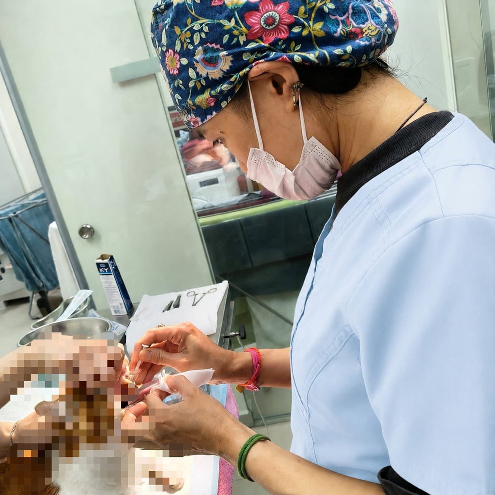 May is Veterinary Nursing Awareness month and we wanted to shine a light 💡 on our team and what it is that makes them special!

💙 At Willow, our senior nurses are credentialed and have many years of vet clinic experience - they offer helpful perspectives which helps us do our job better
💙 They are often the first ones in the clinic, and last ones to leave, making sure everything runs smoothly
💙 With their experience, they often bring our attention to your pet’s less-obvious issues: a hidden wound here, a new bump there
💙 They are true multi-taskers: running the diagnostic machines, comforting your pet, prepping the medications, settling bills

Photo 1: Nikki - she is highly experienced in the industry, with certs in Nutrition and Vet Nursing. She is a warm and comforting presence + she is often your pet’s favourite person in the clinic!

Photo 2: Josie - she is a highly skilled and capable nurse who believes strongly in client education and cares deeply about your pet’s welfare and their quality of life. Your pet will love impressing her with their tricks (for a treat!)
