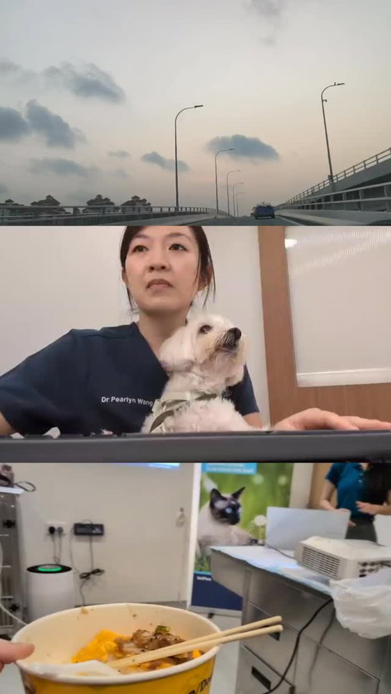 Ever wondered what your vet does in a day? Besides taking good care of all of your 🐶😽?