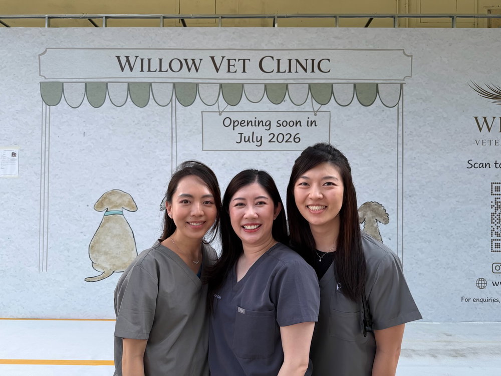 Hello everyone! 👋🏼 Happy to meet all of you here on Instagram - thanks for all the shares and follows so far! We thought it would be a good time to put faces to the name and introduce the vets driving Willow!

✨From left - right (first photo):
Dr Kai, Dr Amanda, Dr Pearlyn

Dr Amanda and Dr Pearlyn met in vet school in Perth and became good friends 💙; then they met Dr Kai when they joined their first GP vet clinic in Singapore post-graduation. Easy-going, cheerful, and always ready to share a laugh 🤭, friendship came easy to all of us. Starting Willow Vet together felt natural, given that our values and styles align in practice and medicine.

We share the same hope that veterinary care should be based on compassion and comfort (for both pets and clients), and grounded in progressive and evidence-backed practice📚.

We hope to meet you and all the furbabies soon in clinic!