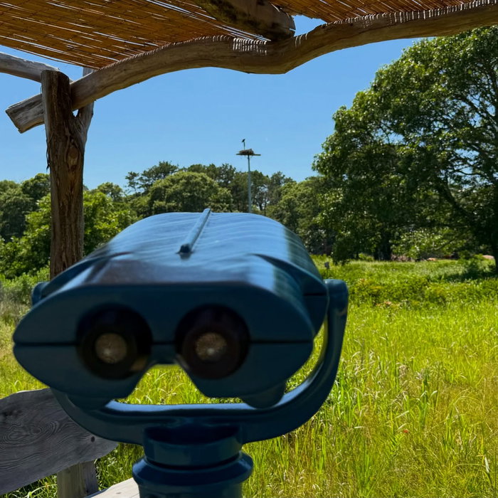 Felix Neck Wildlife Sanctuary in Edgartown. Trails through the woods and out to the water, ospreys o...