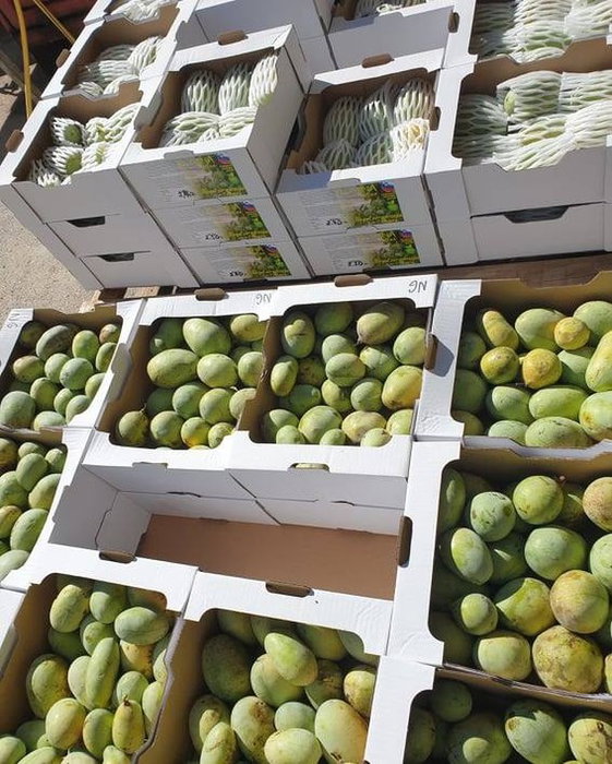 ❗️EKOLOŠKE ASIMINE - PAW PAW❗️NE ZAMUDITE❗️PO ZELO UGODNI CENI ❗️
🥭🍍🍌⏩Naročite svojo gajbico vitamičkov, mineralov in antioksidantov še dane