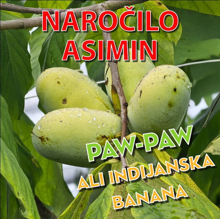 ❗️NE ZAMUDITE ASIMIN❗️🥭🍍🍌
⏩Naročite svojo gajbico vitamičkov, mineralov in antioksidantov še danes, dokler je še čas!
Navodila za naročilo: