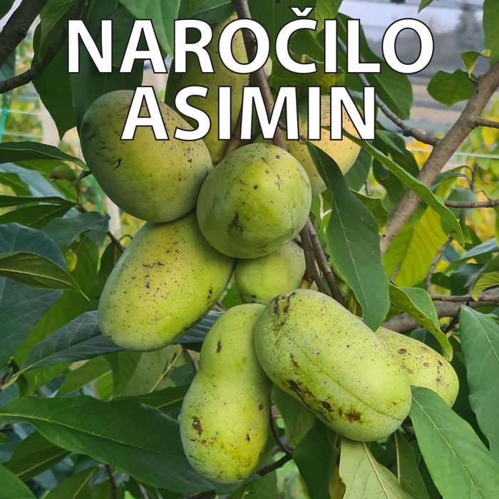 🎉Asimine še vedno žurirajo na drevesih!🎉 Tako, da le pogumno v poslovalnice Agrolit d.o.o., kjer že čakajo na Vas!✅️
V določenih poslovalni