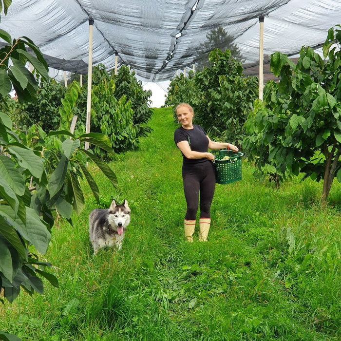 🚨🥭🍍🍌Sezona ASIMIN se bliža koncu, POHITITE❗️🚨
Naročite svojo gajbico vitamičkov, mineralov in antioksidantov še danes, dokler je še čas!
Nar