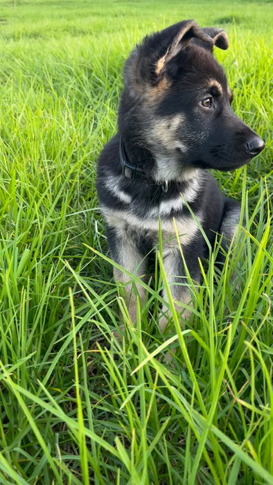 Meet Magick our new baby! I’m sure you’ll all love her as much as we do 🥰