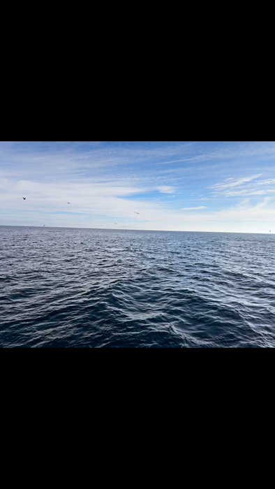Whale watching has been spicy lately! Come have a look 😎 🐳