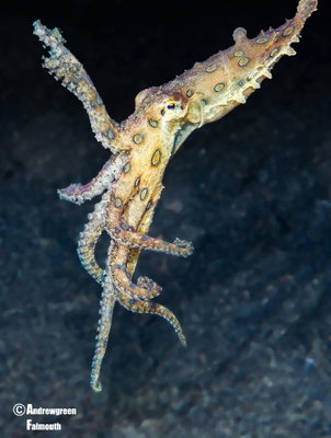 Dancing Blue Ring Octopus by @cornishdiver1