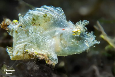 Juvenile Weedy Rhinopias. Thanks to Andrew for sharing @cornishdiver1 .