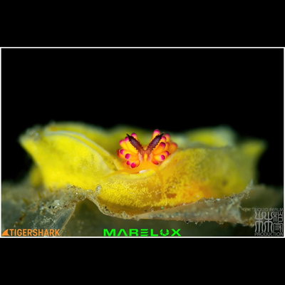 Such a big buffet spread! This nudibranch is a picky eater, only…