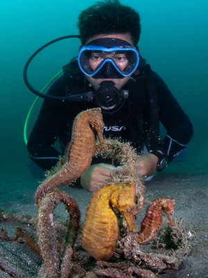 3 very photo friendly Seahorses. Taken by our friend @andydeitsch here at…