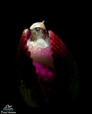 Coconut Octopus (Amphioctopus marginatus) A lovely mood lighting effect taken by our…