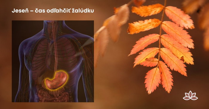 🍂 Jeseň oslabuje žalúdok. Viete, ako mu pomôcť? Podľa čínskej medicíny je október mesiacom žalúdka. Pálenie záhy, nechu