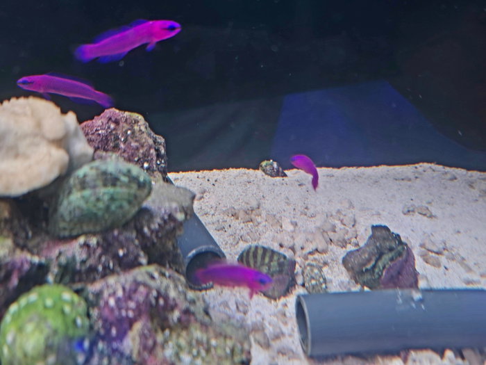 Pseudochromis Fridmani Nachzuchten im Stock, ca 3, 5cm groß 🤘
