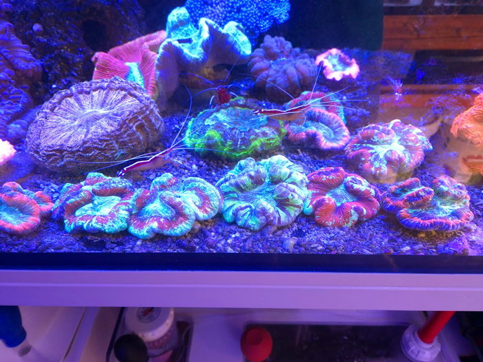 🔥🔥🔥 Neue Tierchen 🔥🔥🔥