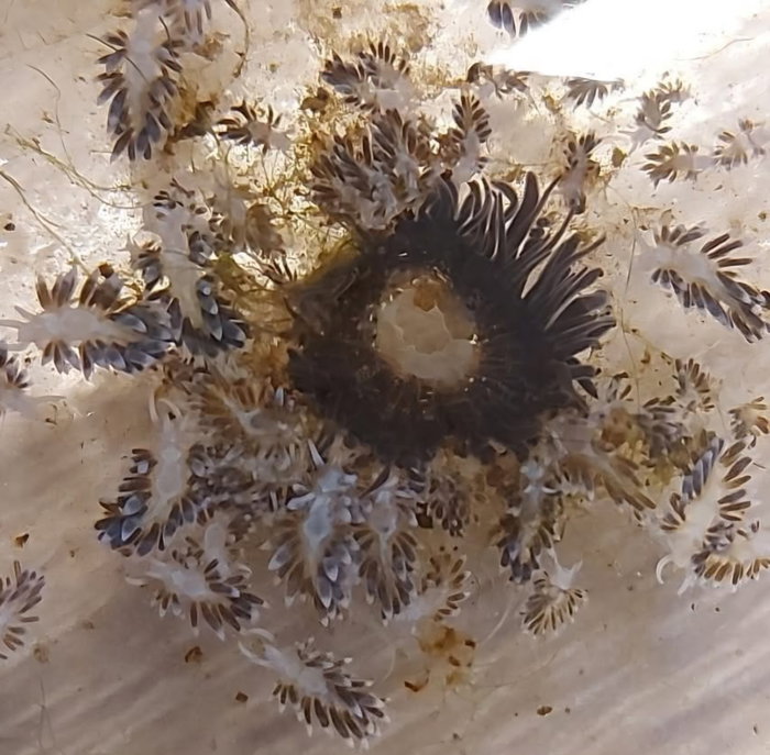 Berghia stephanieae vorrätig 🤘