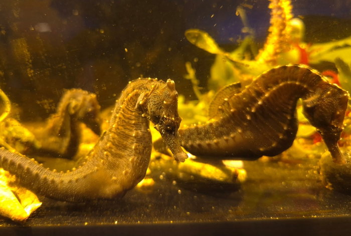 Hippocampus Erectus - Linien Seepferdchen Nachzuchten im Stock 😊