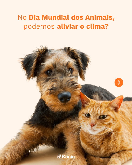 Post Instagram König Brasil