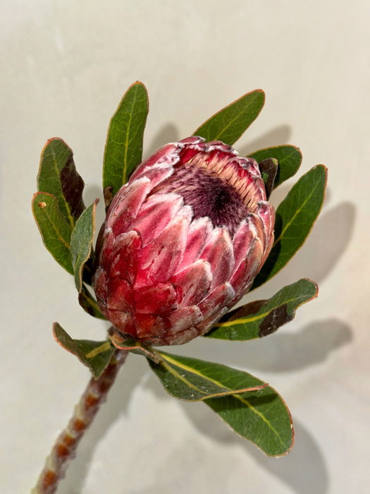 No todas las flores buscan llamar la atención.

Algunas simplemente la tienen.

Queen Protea. Originaria de Sudáfrica, una flor que destaca por su forma única, su textura y su presencia inconfundible.

Un símbolo de fortaleza, transformación y elegancia natural.

Hay flores que no necesitan un ramo entero para convertirse en protagonistas. ✨