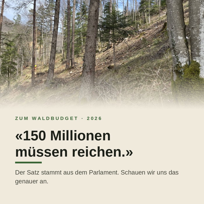 Gestern wurde publik: Der Bund streicht die Beiträge, die unseren Wald fit für den Klimawandel machen – rund 25 Millione