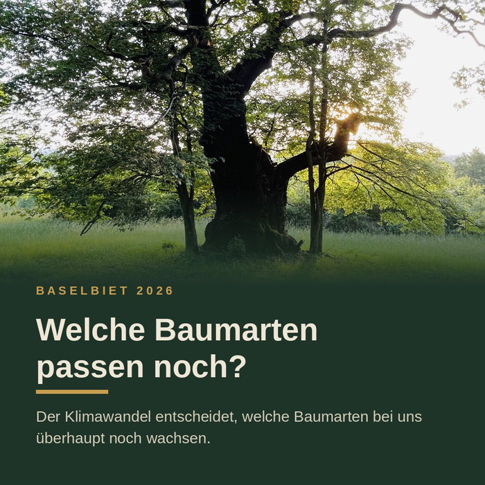 Wie baut man einen ganzen Wald um?

Im Zweiten Weltkrieg verdoppelte der Plan Wahlen die Ackerfläche der Schweiz in fünf