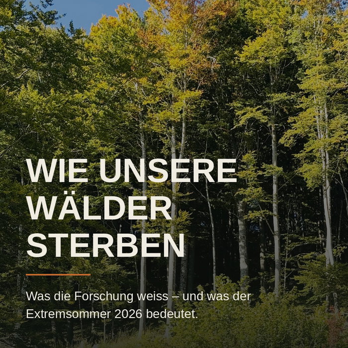 Ich leite einen Forstbetrieb. Was diesen Sommer in unseren Wäldern passiert, lässt sich nicht mehr mit «schwierigem Jahr